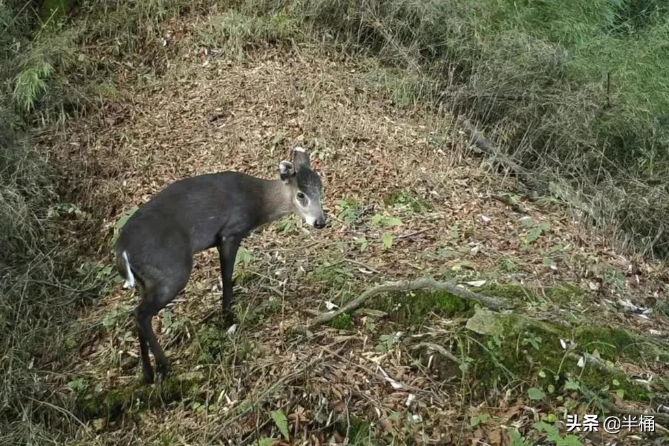 巨型网纹蟒蛇,680斤网纹蟒蛇真实视频