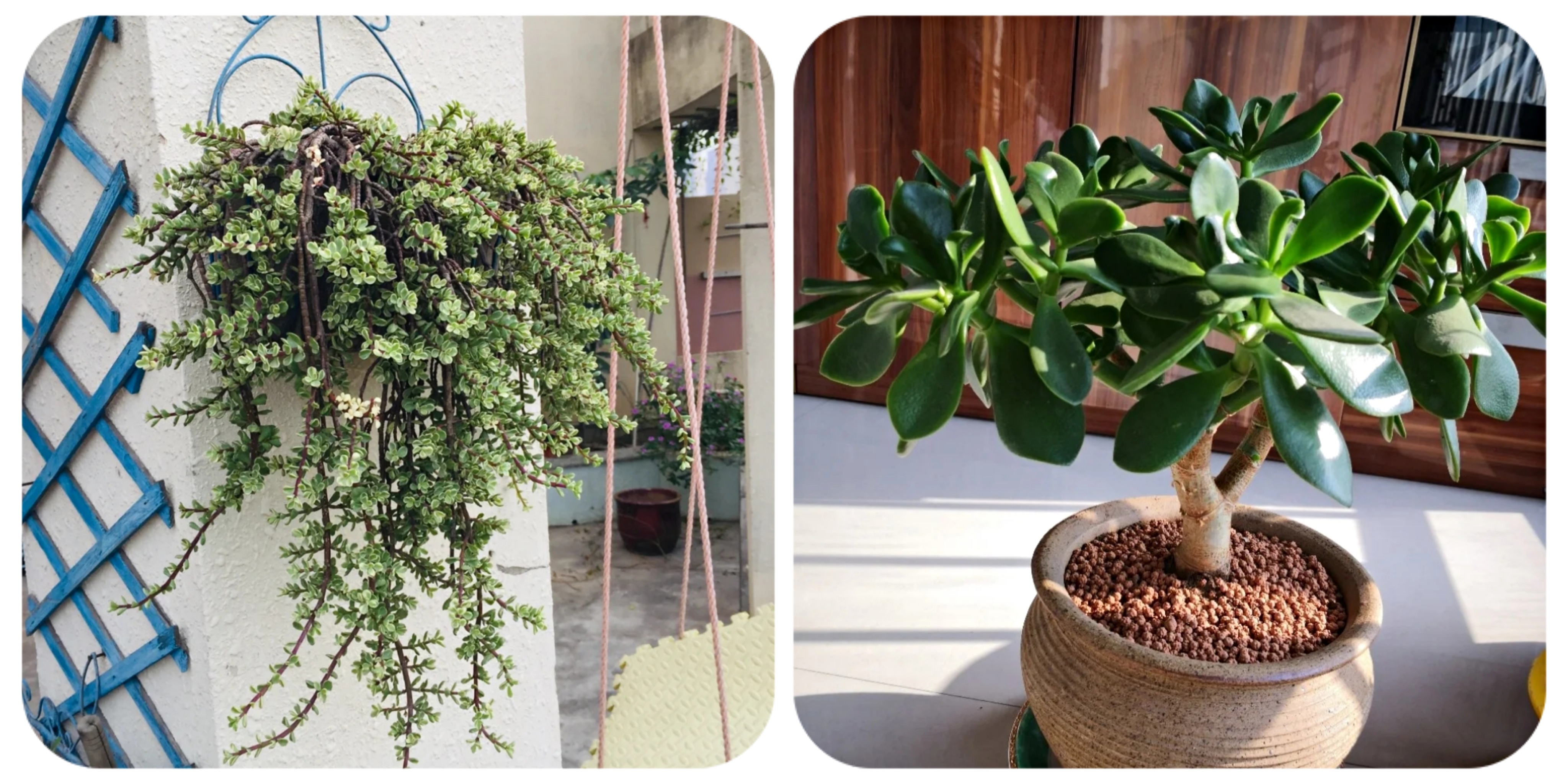 100种花能养在阳台上，50种开花的，40种绿植，10种蔬果