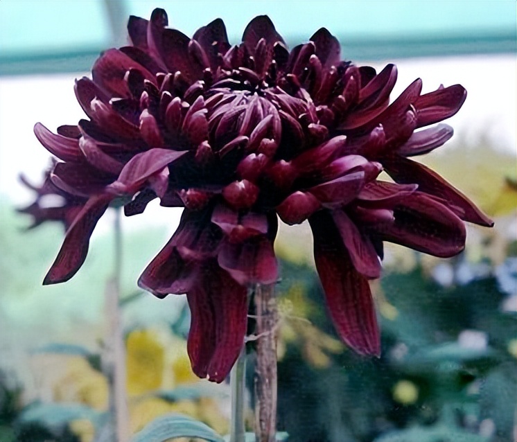 丧葬用的菊花是什么品种,丧葬用的菊花前景如何