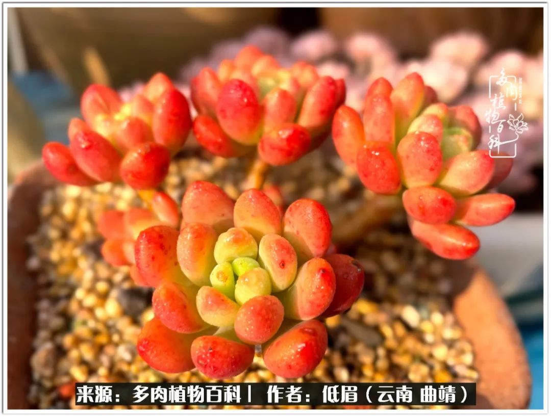 玉露多肉冬季分盆,玉露多肉怎样才能晶莹剔透