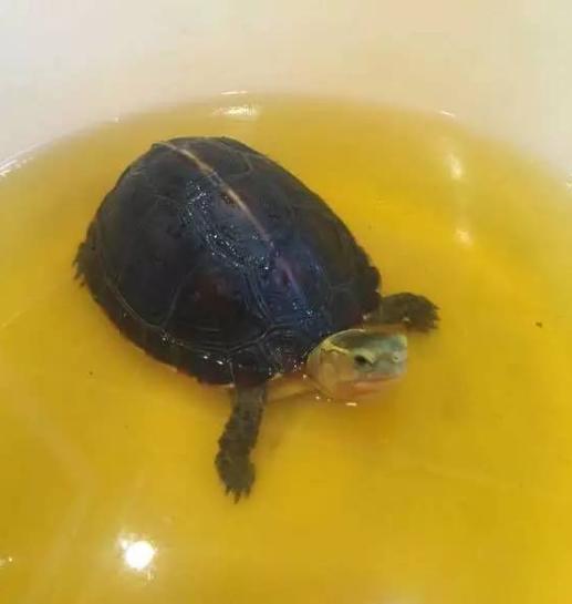 养龟必备的十大药,养龟知识100条解决养龟常见问题