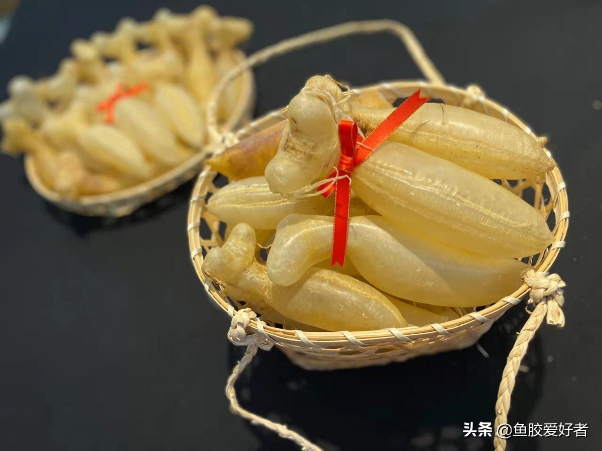 收藏版：全网最全的鱼胶品种，鱼胶品种这么多，你都认识吗？