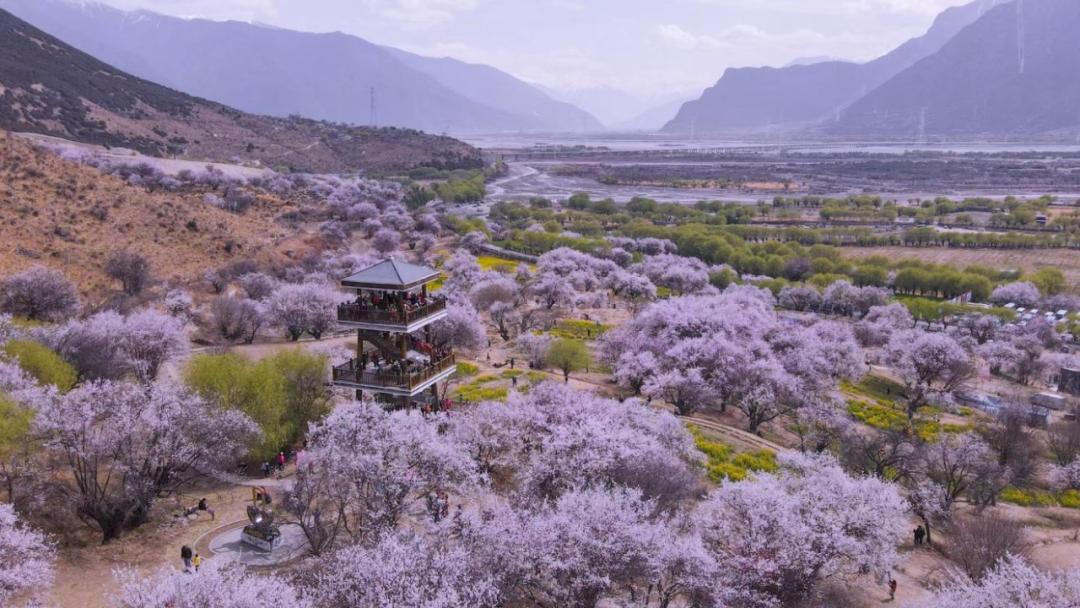 林芝花期预测,林芝桃花最佳观赏时间气温