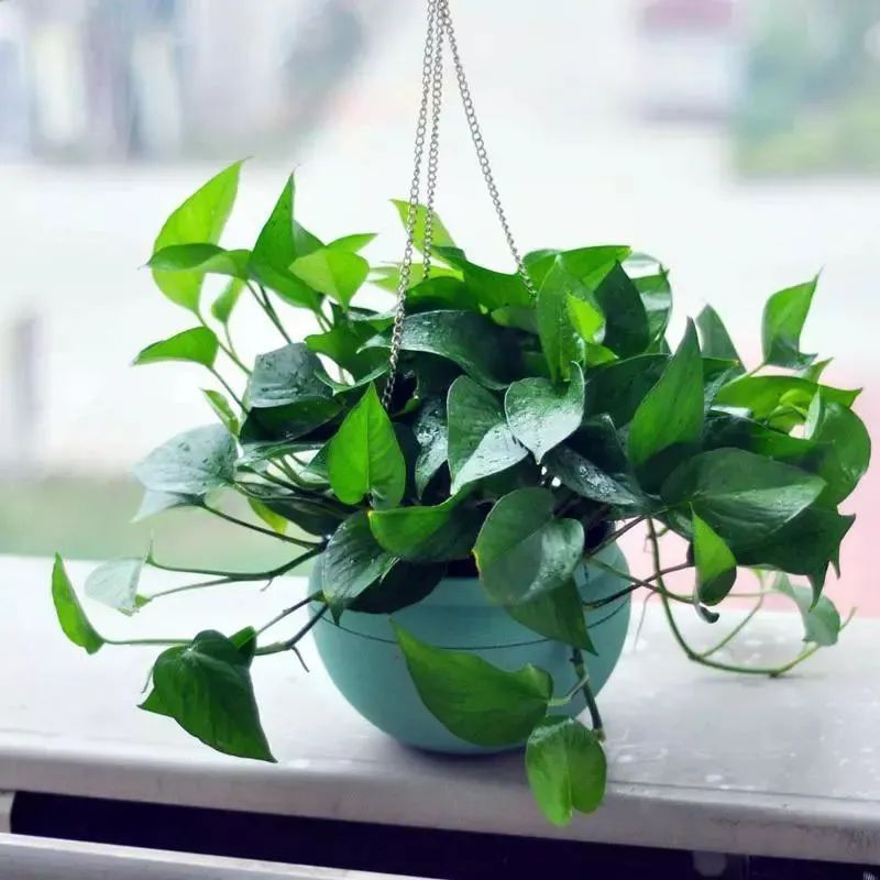 卧室养什么花最好最养人,客厅养什么花最好养最旺财