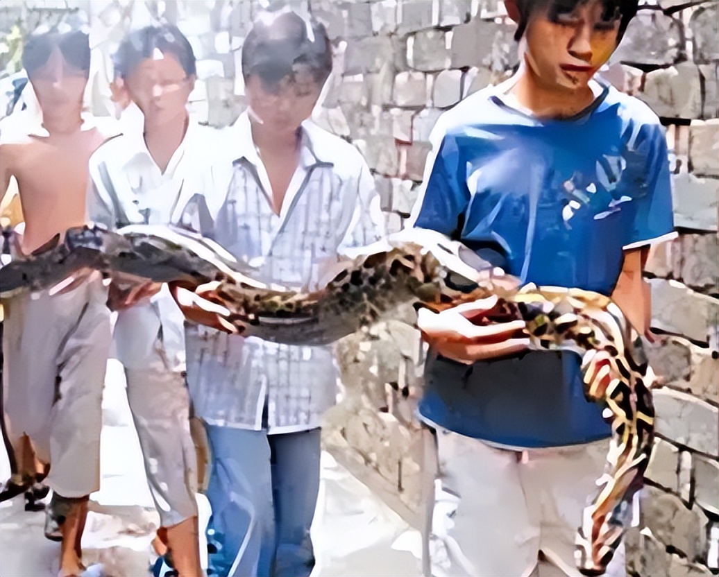 96年海南巨蟒,96年海南巨蟒事件真实情况