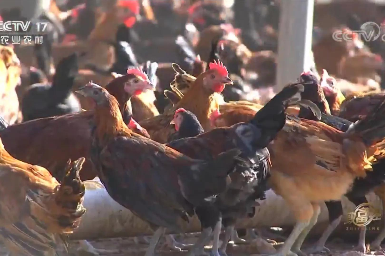 一小伙承包荒山搞养殖年挣百万,河北小伙种100亩地一年赚多少钱