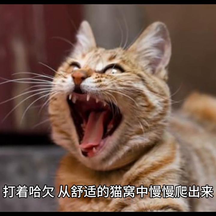 猫的一天生活记录,猫咪的生活习性是怎样的