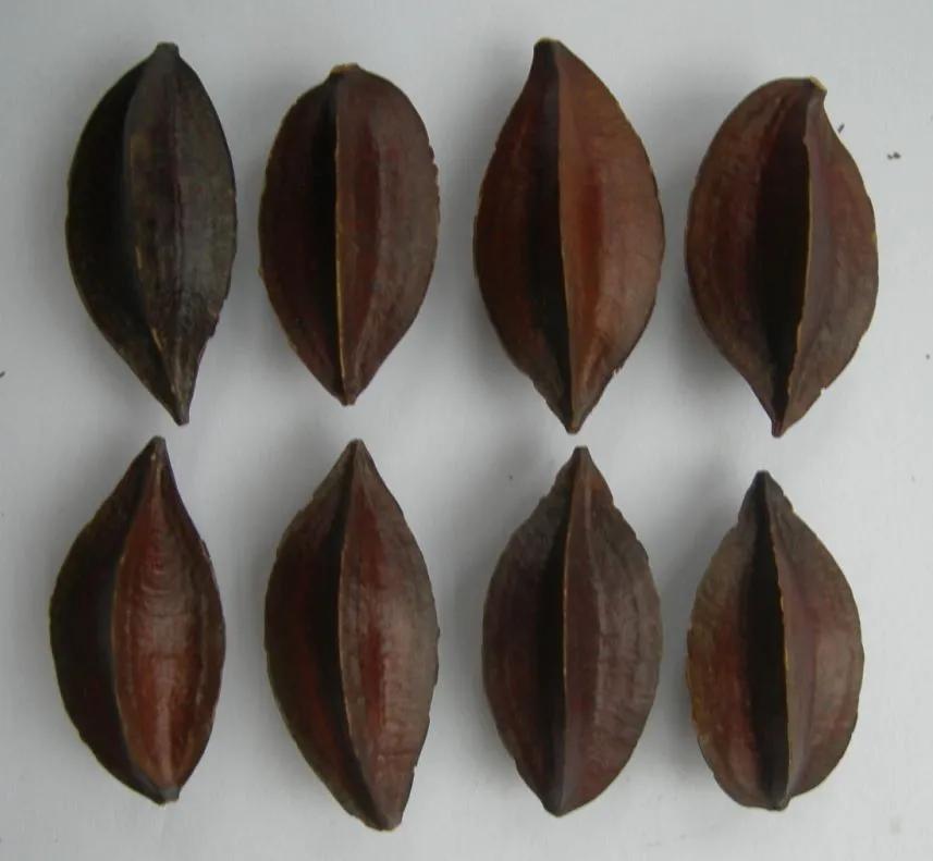 中药使君子,中药使君子图片大全