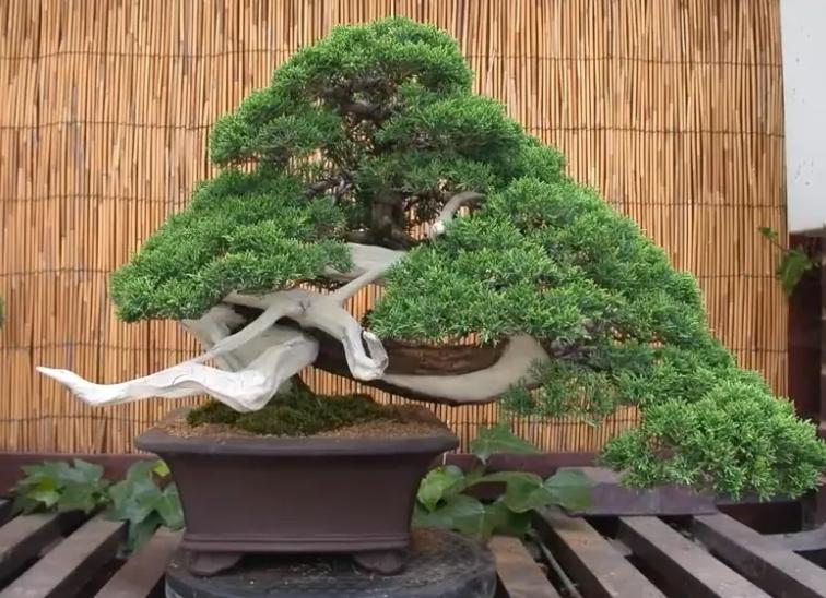 客厅养植物有什么讲究,客厅养树有什么讲究