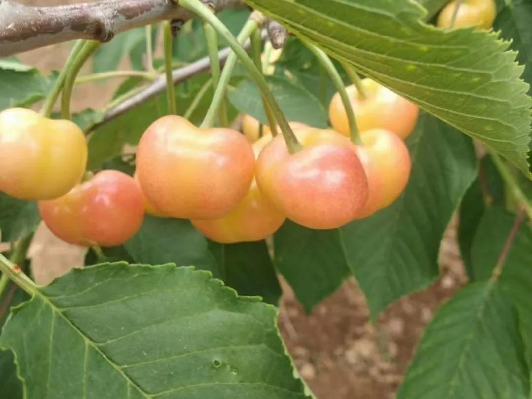 国内大樱桃现在都是哪里产的,中国三十多年前的樱桃