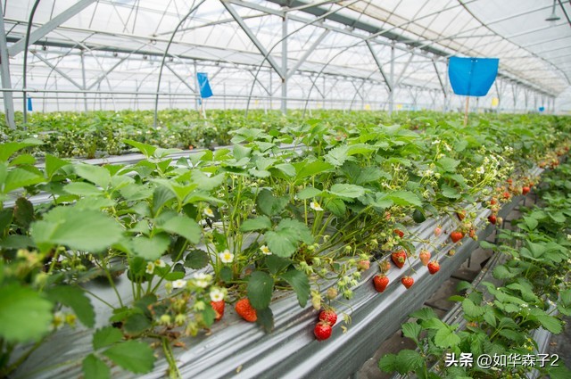 草莓种植如何打开销路,农村怎么最低成本种植草莓