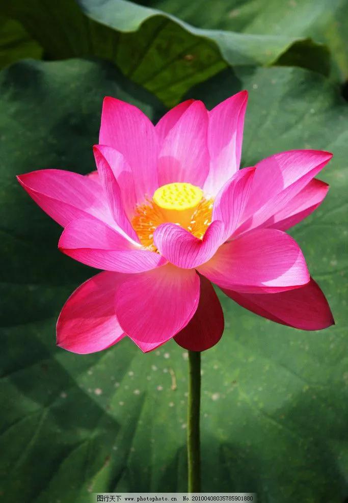 莲出淤泥而不染濯清涟而不妖,荷花出泥而不染芙蓉出水更娇艳