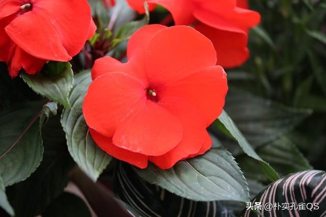凤仙花种子,凤仙花怎么养