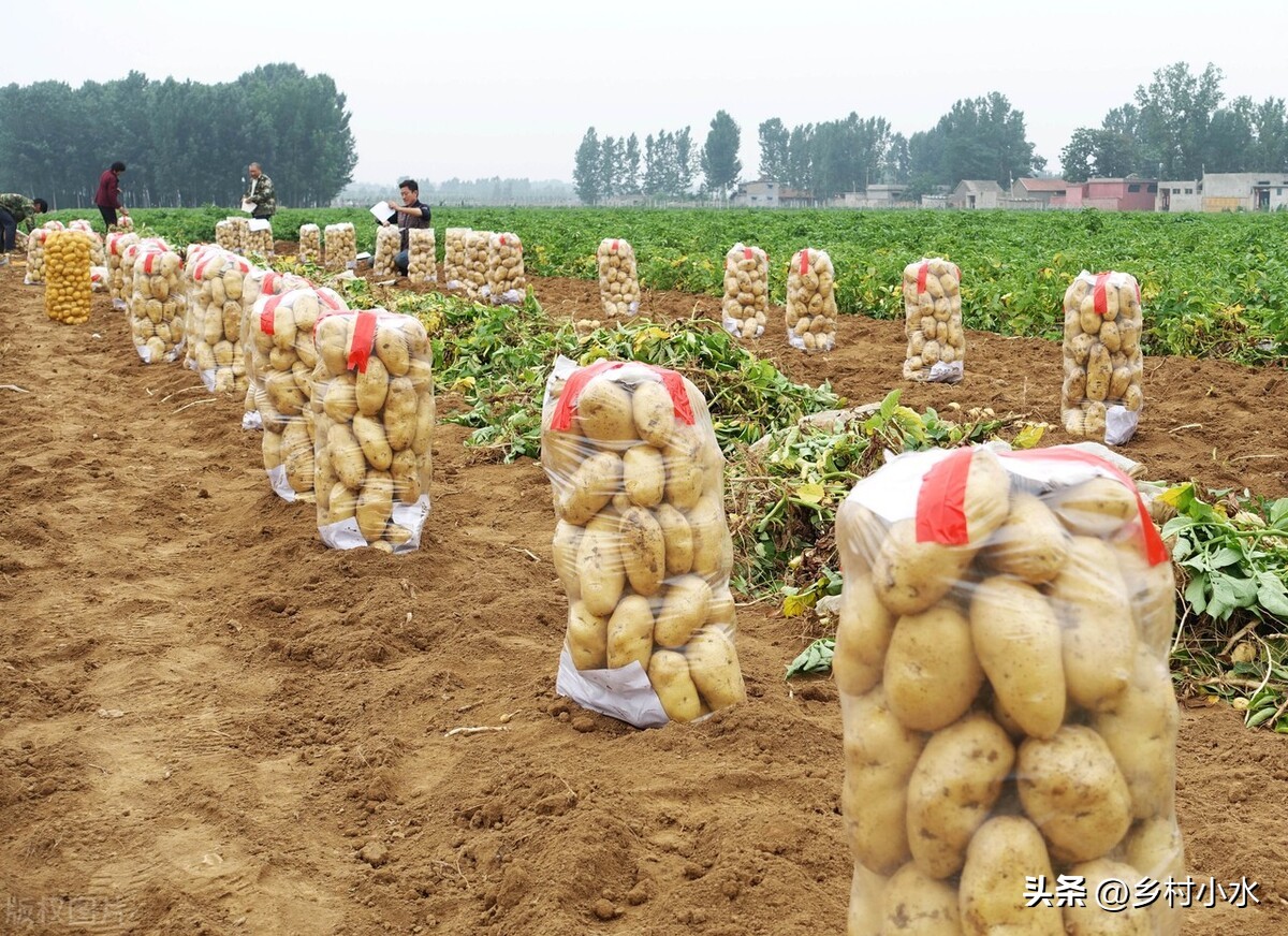 马铃薯疮痂病怎么治,马铃薯疮痂病土壤防治方法