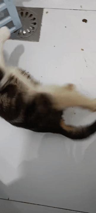 美短猫从三楼摔下来后续,美短猫被抛弃后见到旧主人