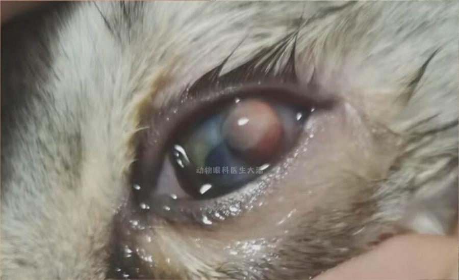 猫眼球溃疡穿孔症状,猫眼球穿孔怎么治疗