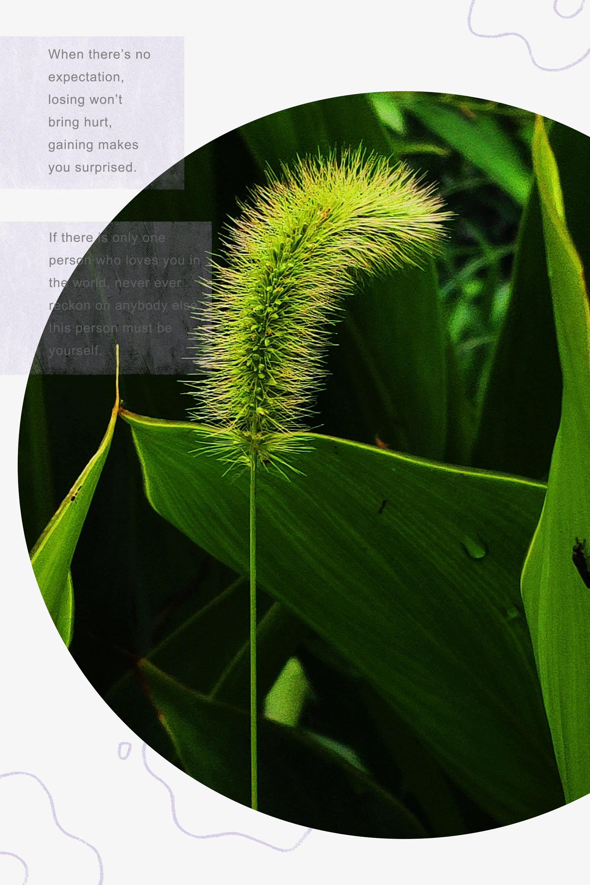 田园美景竖屏大图,乡村田园风景手机怎么拍