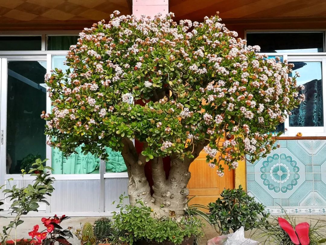 给花剃头,发财树剃光头后发了新芽长不大