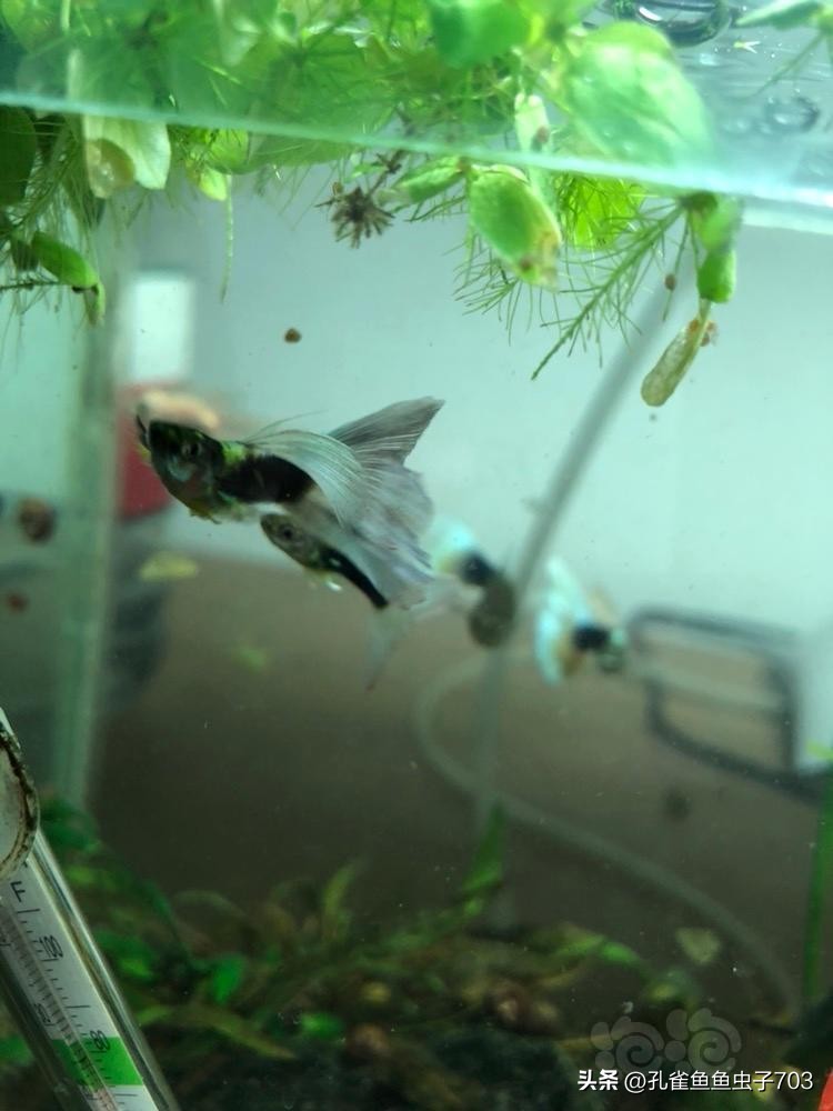春季鱼为什么死亡如何救活,自己养的鱼无征兆死亡怎么回事