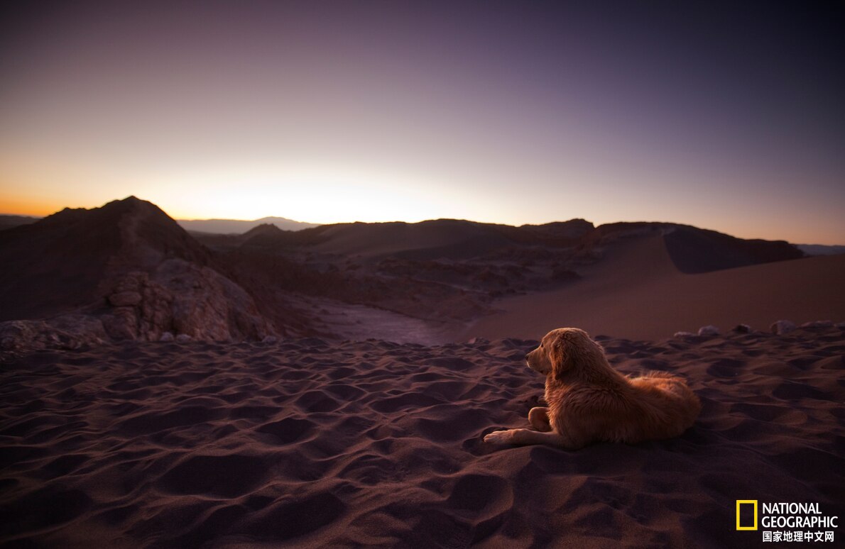 动物做梦都能梦什么啊,动物做梦会梦到什么