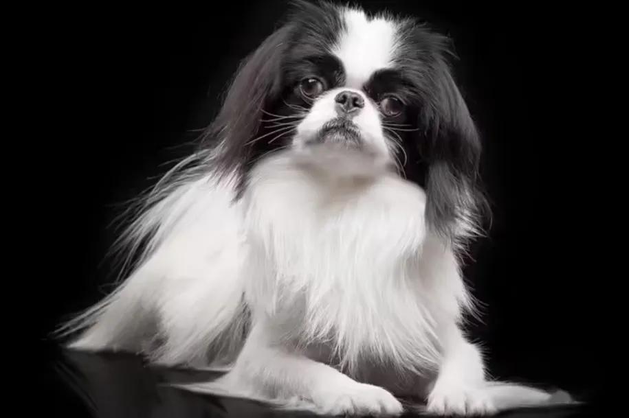 聪明的小犬种排名前十,世界上最可爱的七只小型犬