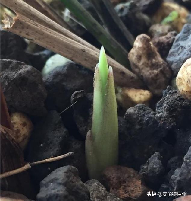 每日一品全文,每日一品花卉