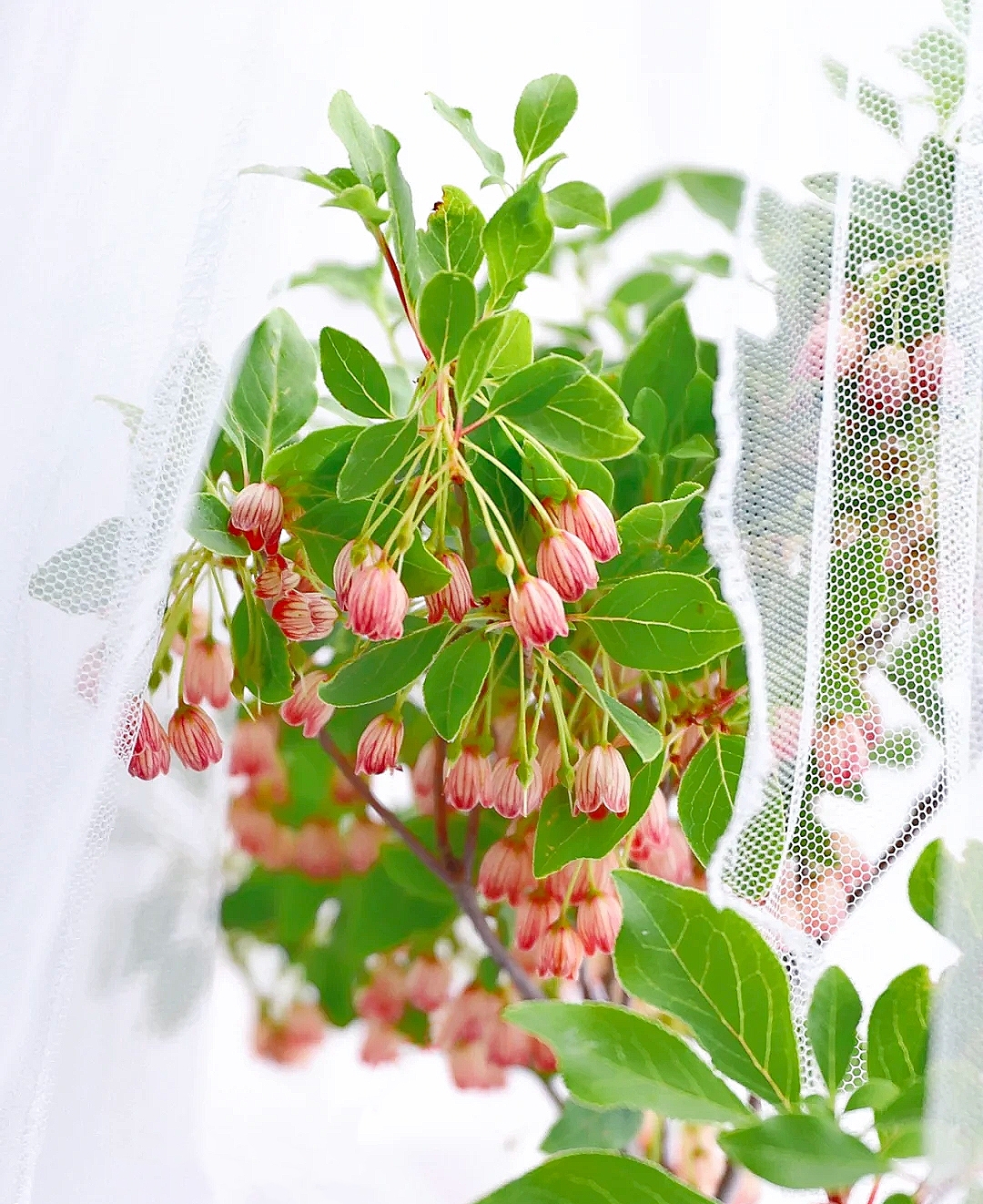 花艺教程花材打理知识,花艺教程常用花材及叶材有哪些