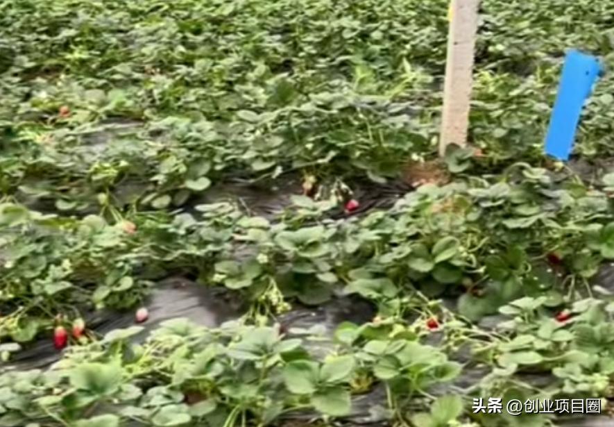 农村人的致富之路,种植一次,可以卖2-3个月,1次月入8万!