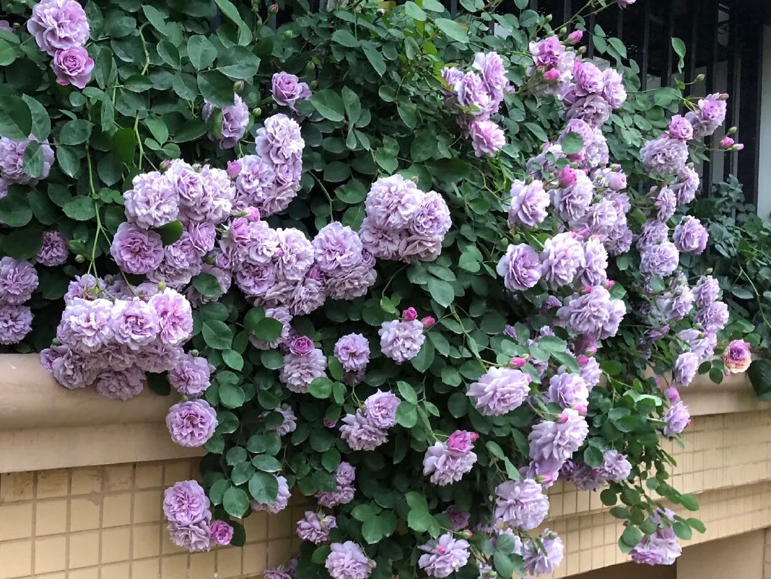 光照不足也能猛开花的藤本月季,抗病好养勤花的藤本月季品种