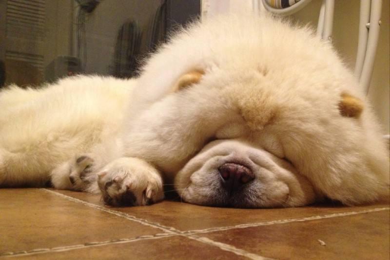 松狮犬有资格养它的人真的不多,松狮犬为什么不建议养