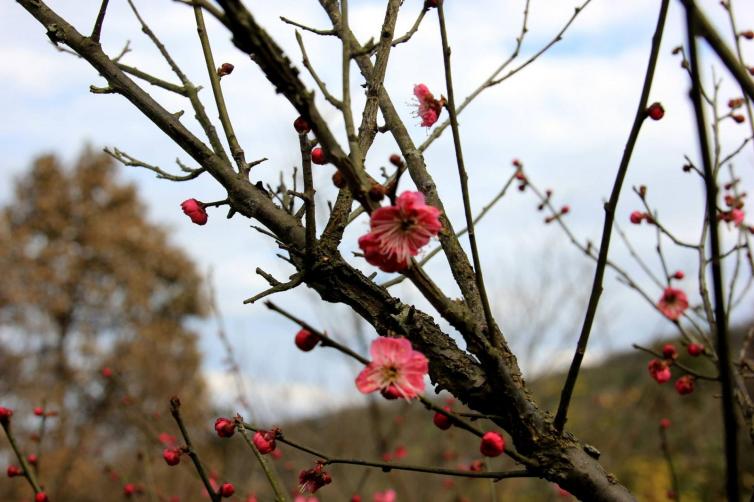 上海周边赏梅花的最佳地方,上海周边赏腊梅景点