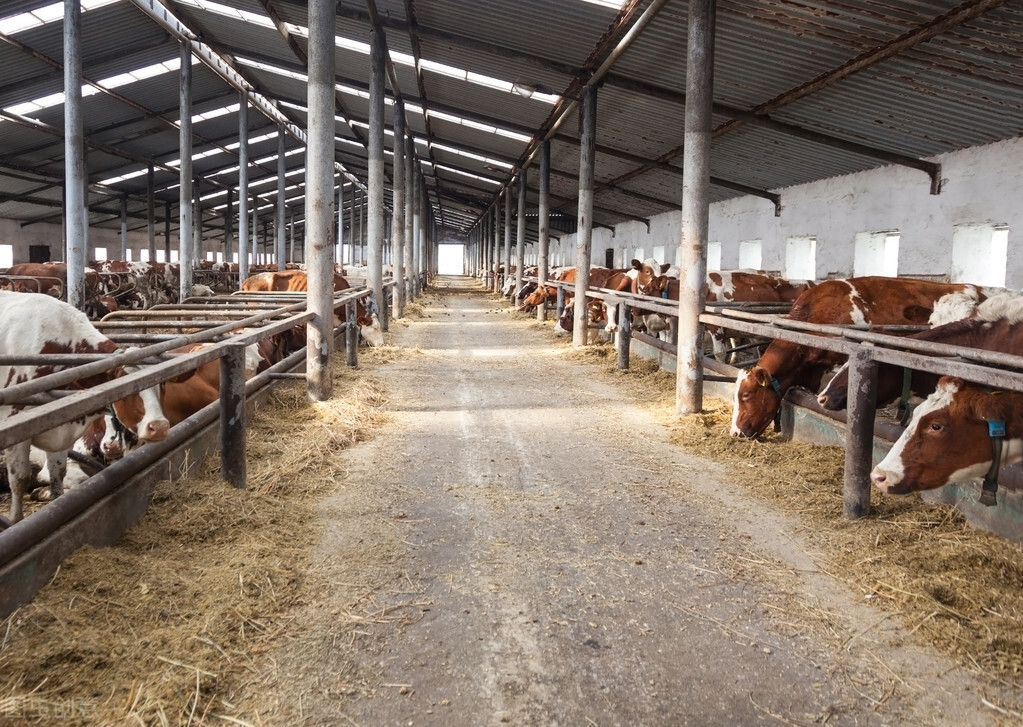 短文介绍了牛的哪些特点,说明文写一写牛的外形特点