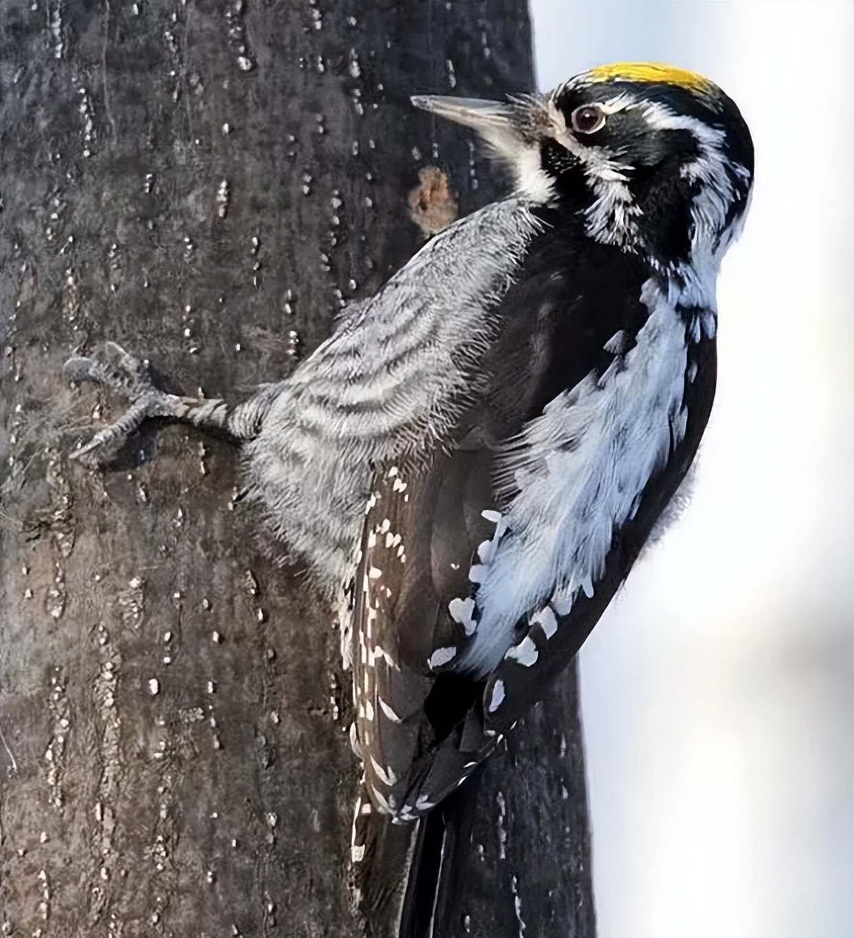 快看！黑龙江各地都被哪些萌货代表了？