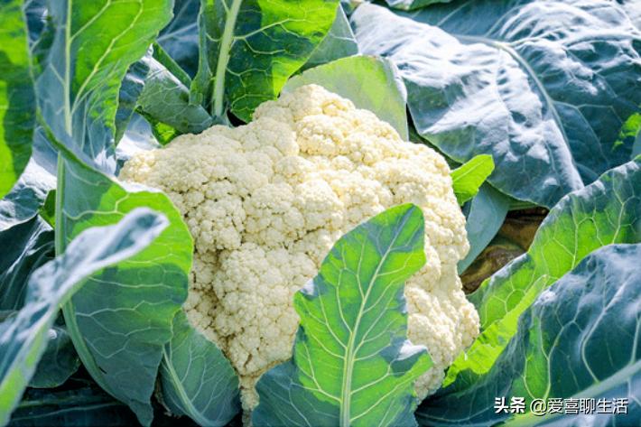 孕妇吃水果蔬菜还有必要补叶酸吗,孕妇吃哪些水果蔬菜含有叶酸