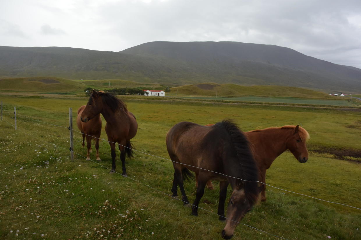 血统最纯正的冰岛马,最纯正的冰岛马
