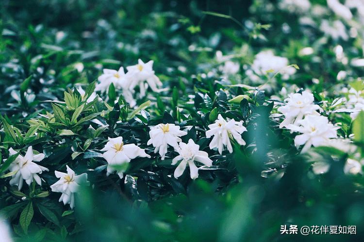 闲看中庭栀子开，夏日悠悠入梦来