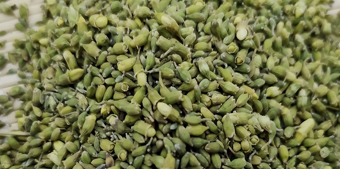 又到了槐花飘香的季节阅读答案,春天的槐花有什么功效