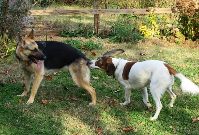 狗为什么会闻屁屁,两狗见面怎么能看出哪个凶