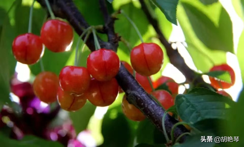又是一年樱桃红，8首诗词，看红珠点点，忆似水流年