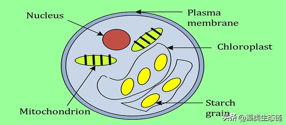 藻类基础知识,鱼塘藻类培养