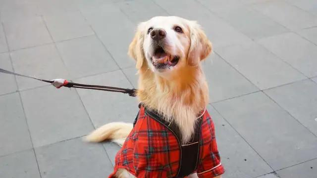 金毛出去溜必须栓绳,遛金毛遛多远