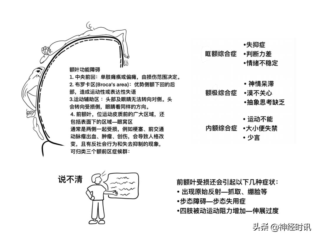 脑皮质与脑额叶的区别,大脑皮层分叶
