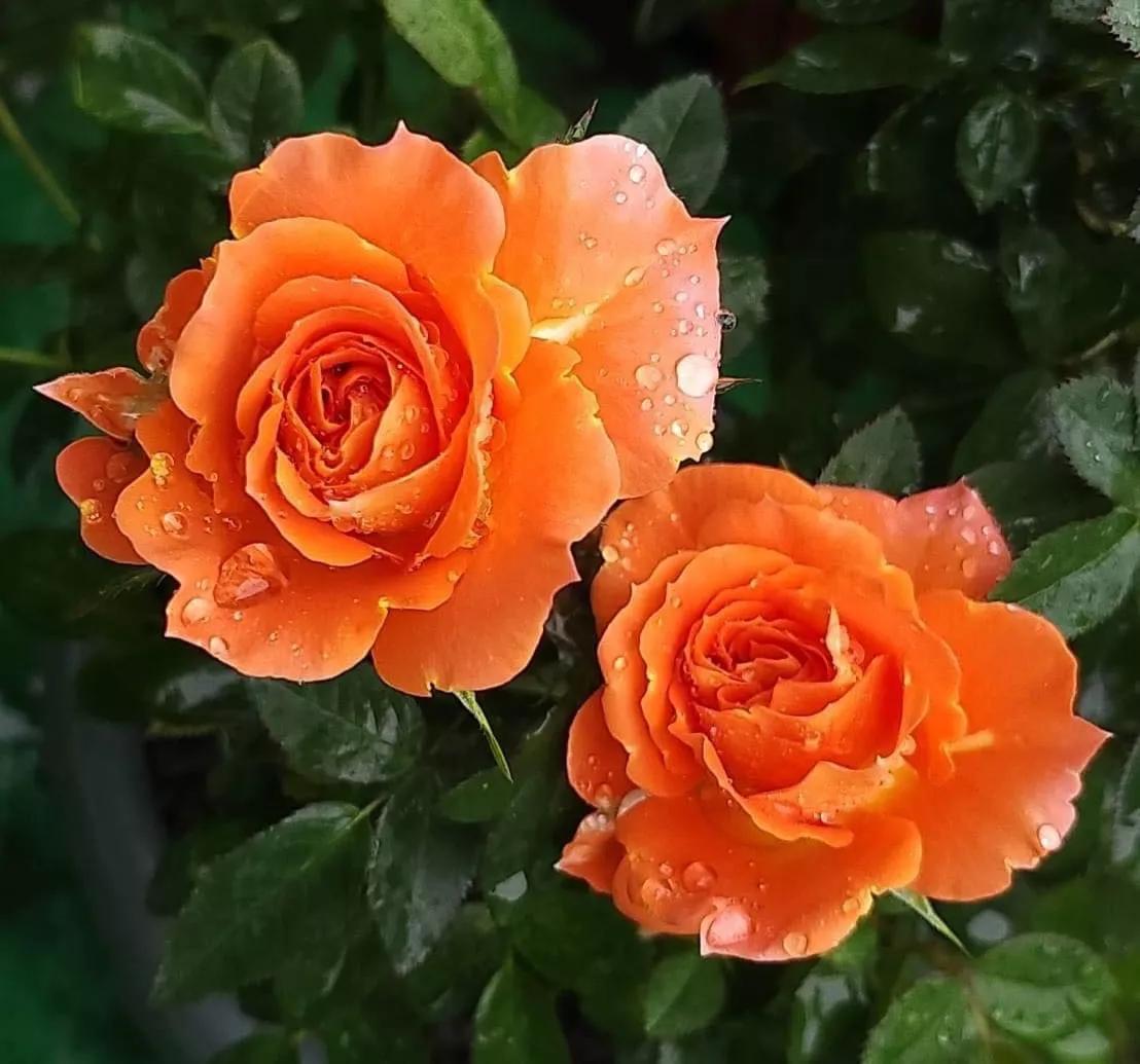 月季品种醉花,月季品种大全及图片欣赏