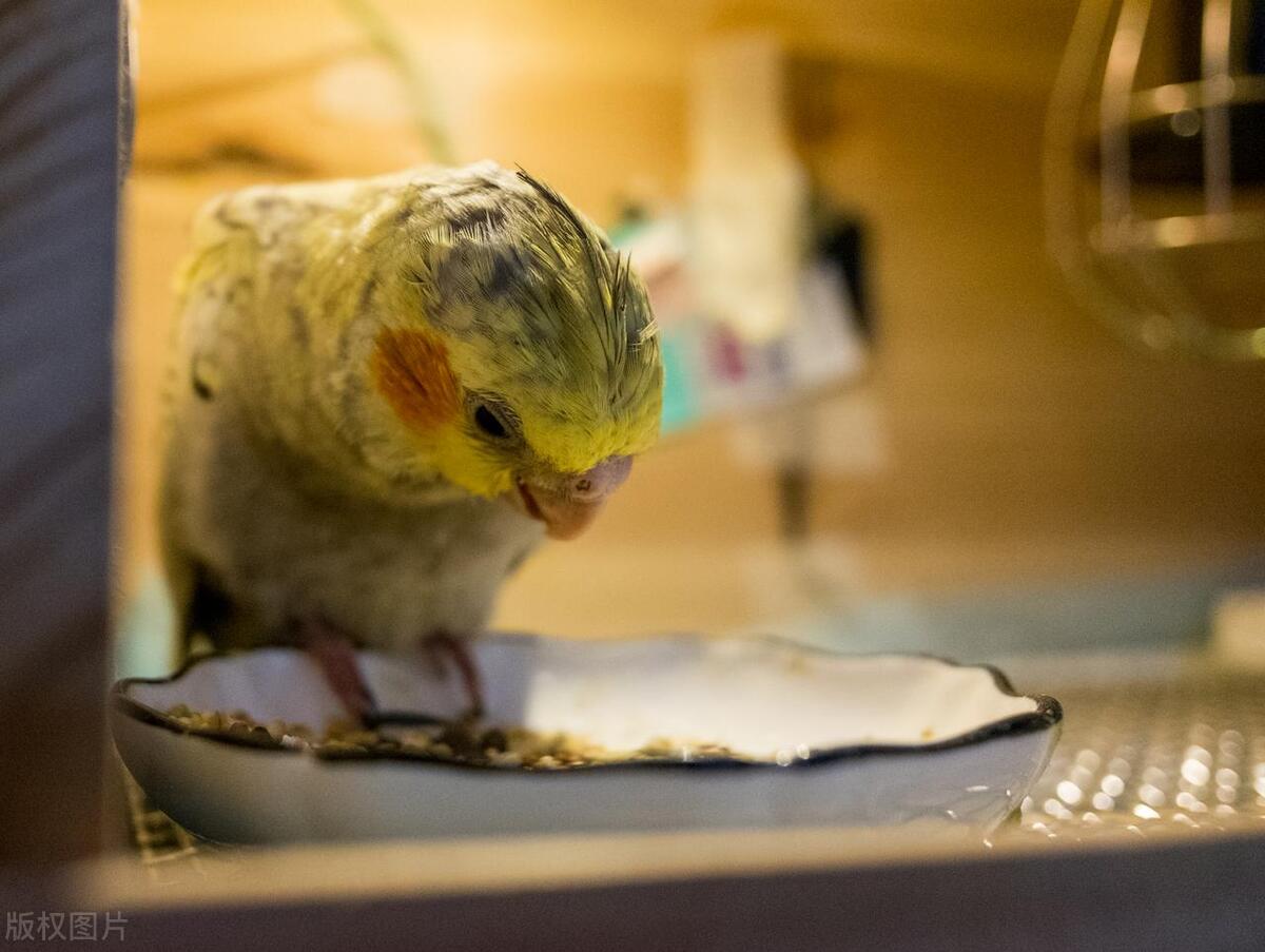 黄桃鹦鹉雏鸟积食怎么办,玄凤鹦鹉雏鸟容易积食