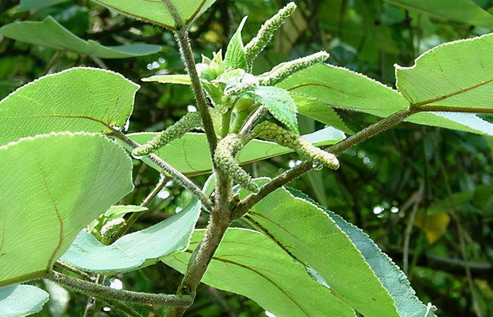 野菜100种大全,能吃的100种野菜大全