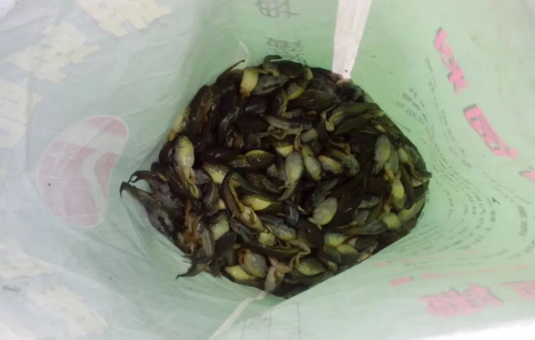 养蛙场死蛙的处理方式,石蛙常见病害的防治方法