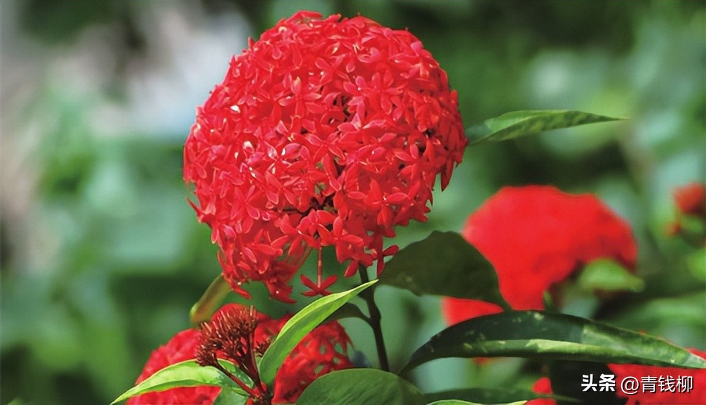 独家揭秘南国花城夏季四季惊艳