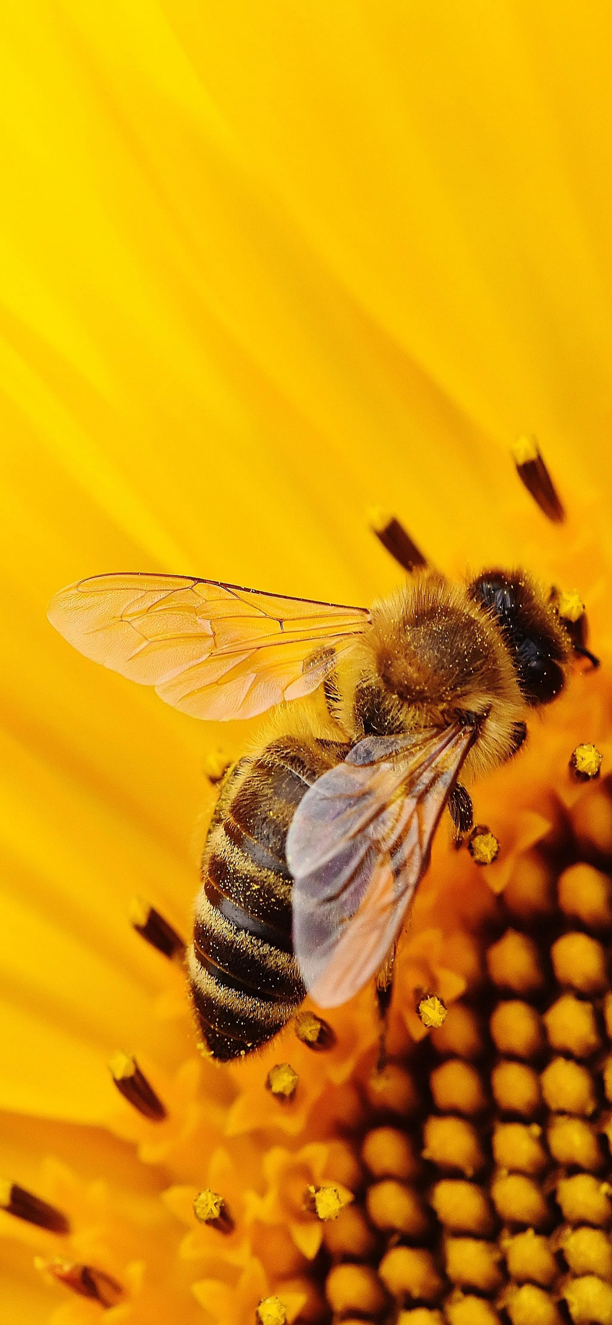 手机壁纸黄色笑脸,手机壁纸黄色干净