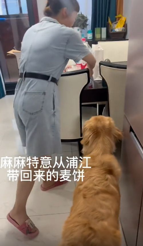 金毛偷吃被打,金毛乱吃被主人责骂表情极度不服