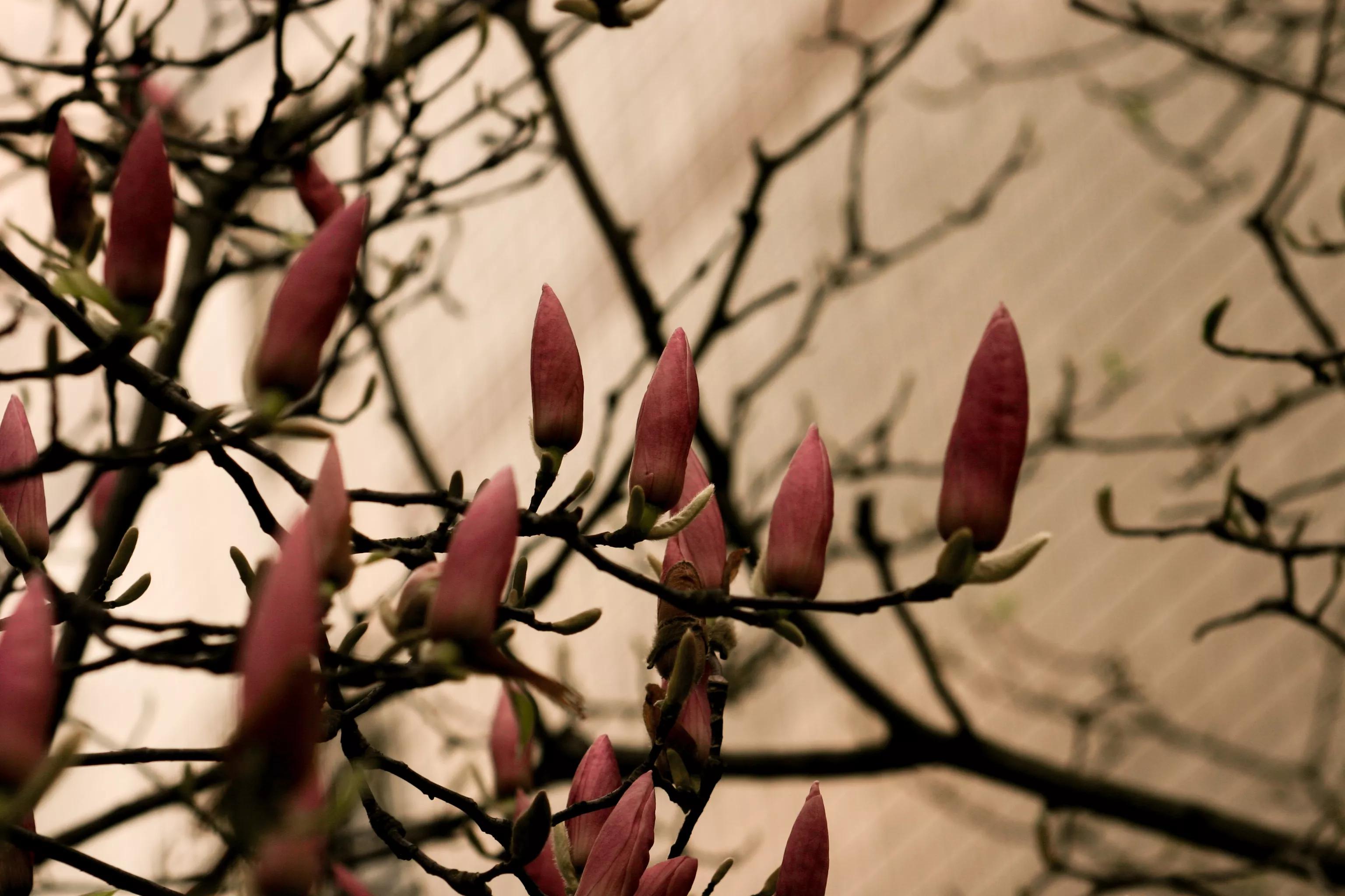 佳能入门机器能拍出好照片,佳能300d入门级